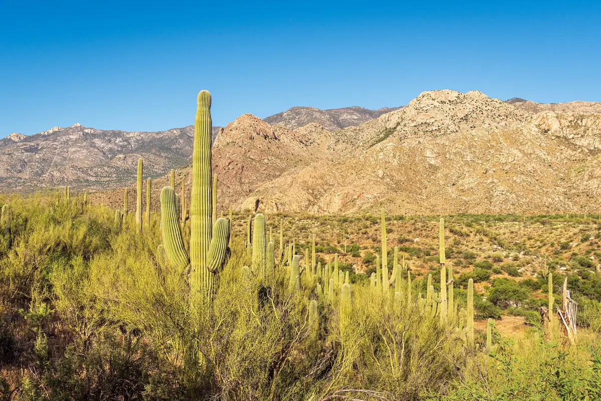 Saguaros und Wüstenbuschland im Catalina State Park