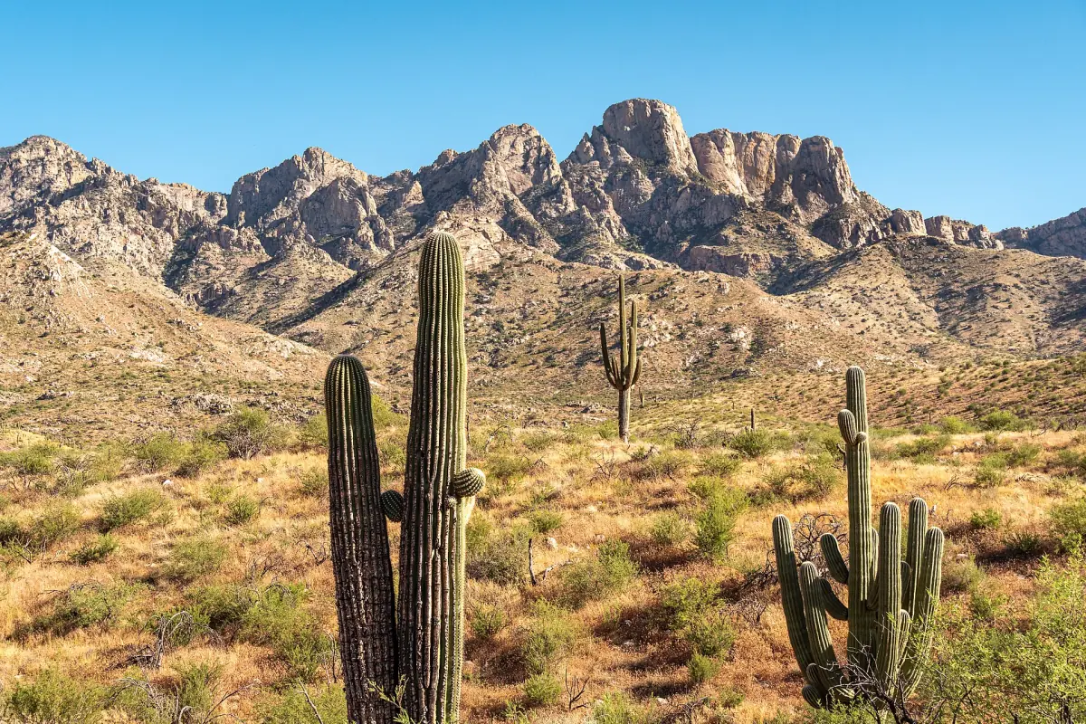 Saguaro-Kakteen vor den Santa Catalina Mountains bei Tucson