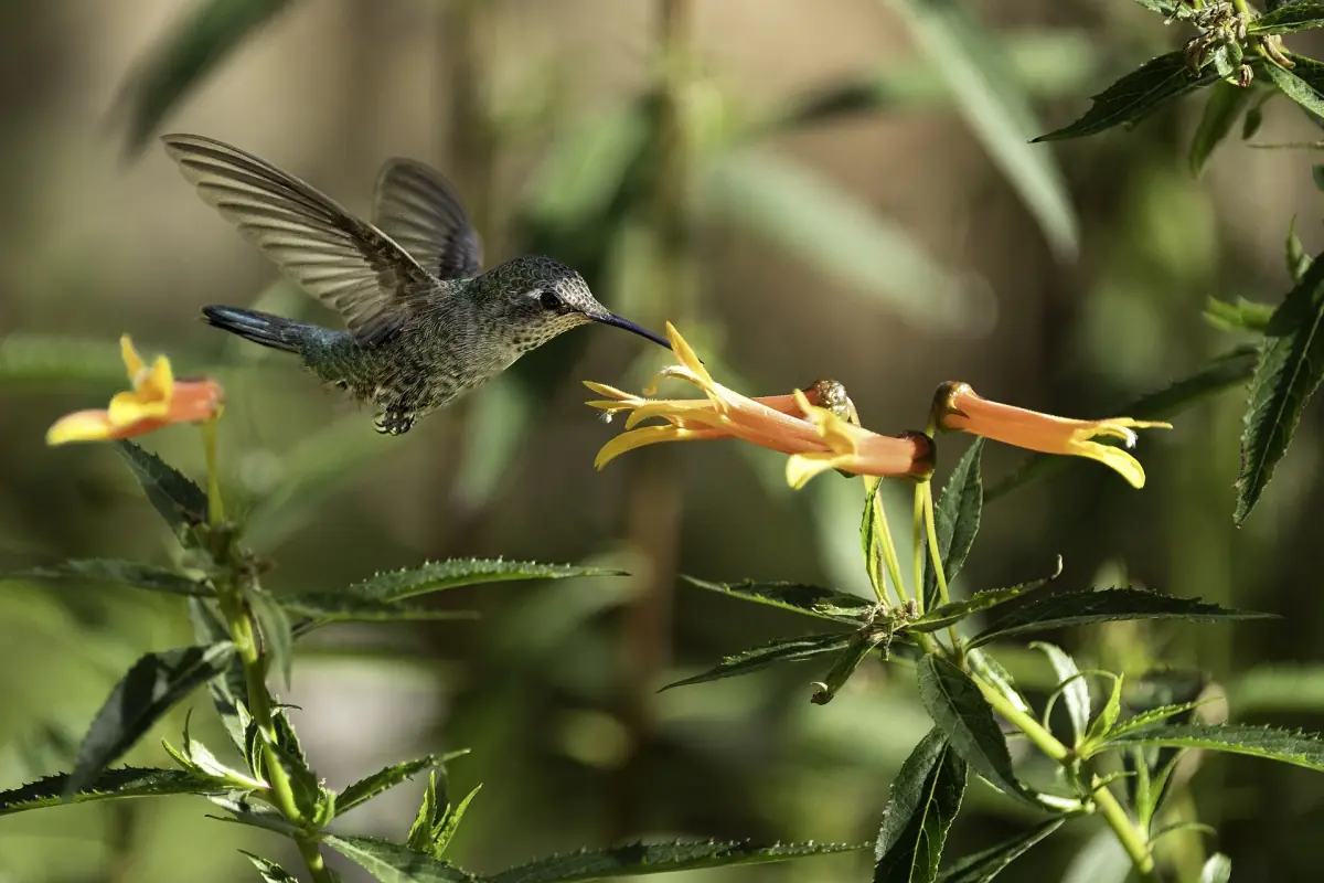 Ein Kolibri an orangen Blüten im Arizona-Sonora Desert Museum