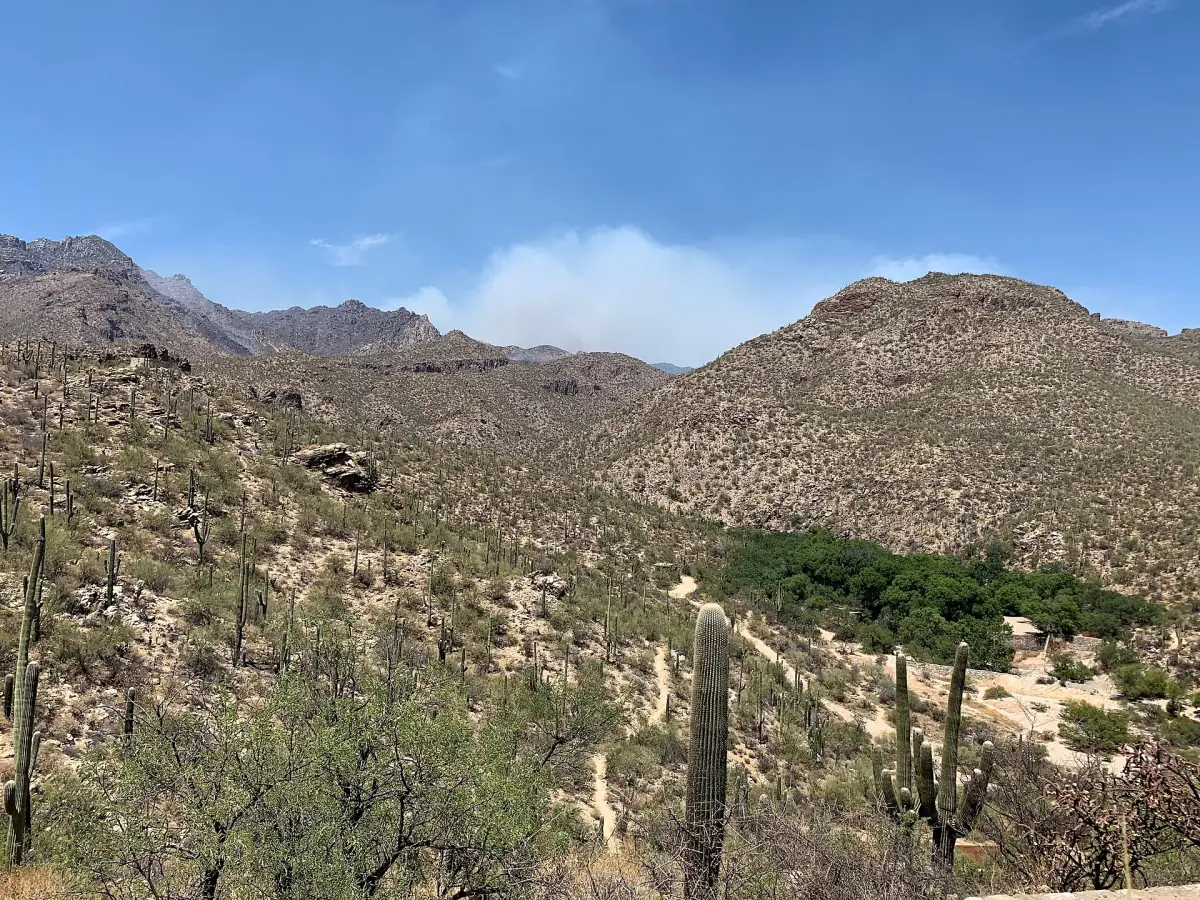 Wüstenhügel mit Saguaros im Gebiet des Sabino Canyon