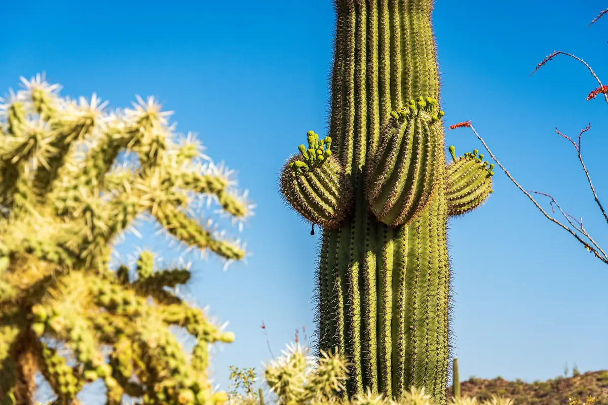 Nahaufnahme eines Saguaro-Kaktus vor blauem Himmel