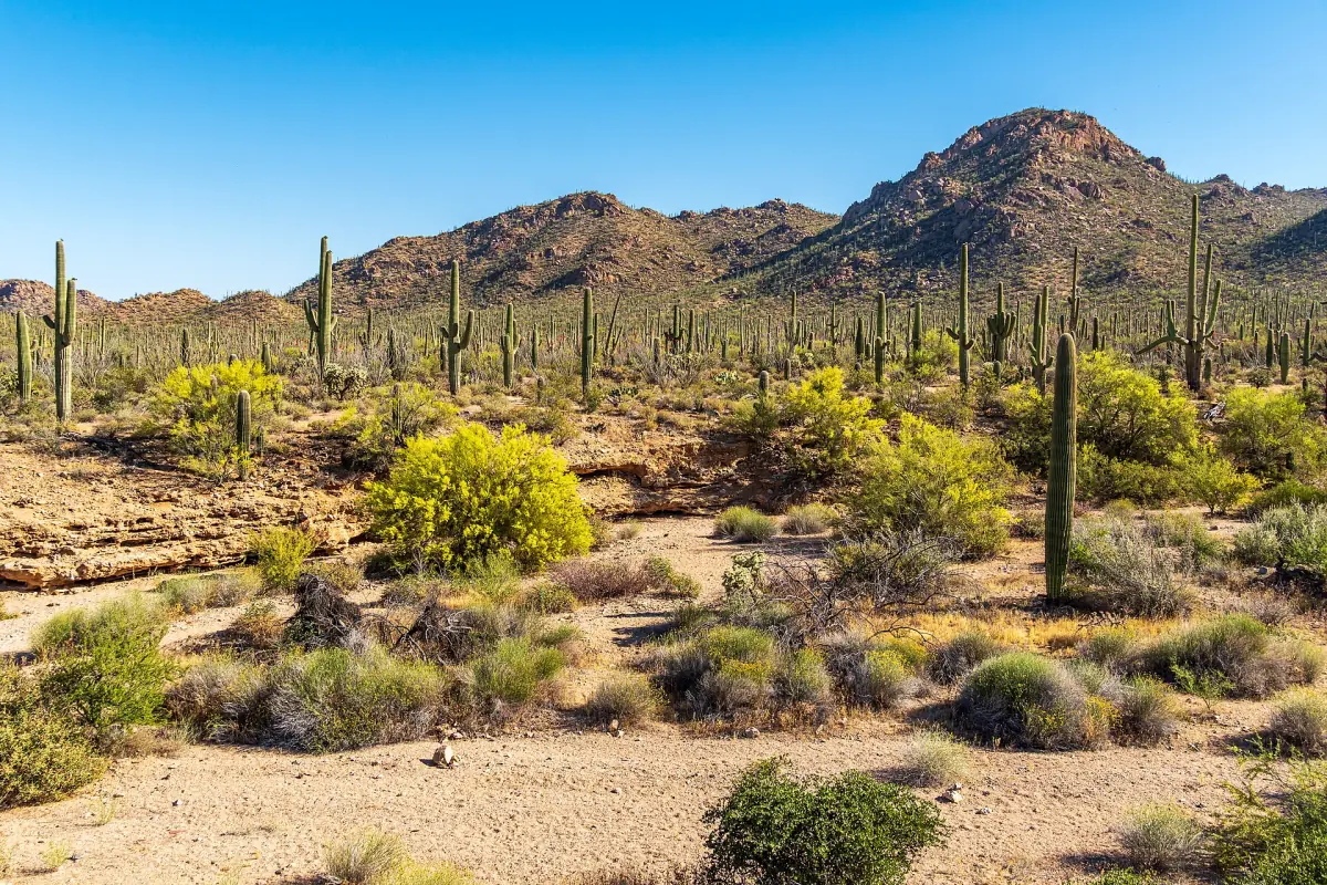 Saguaros und blühende Sträucher im Saguaro National Park West